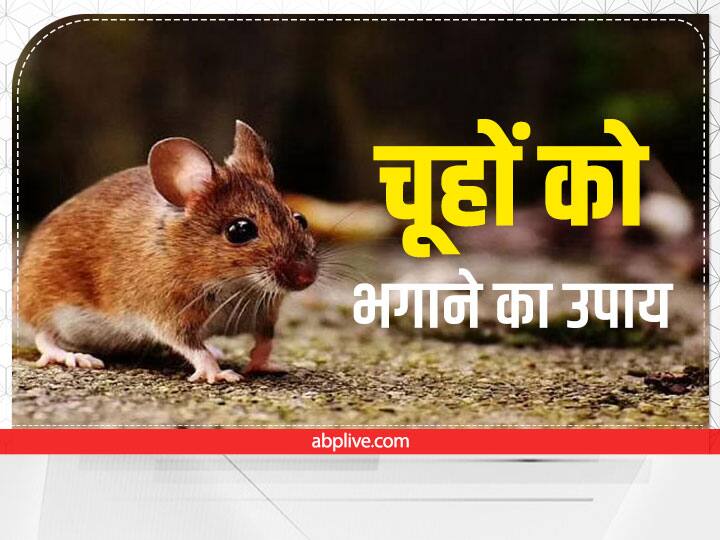 Get Rid of Rats: Home remedies to get rid of rats Get Rid of Rats: इन टिप्स की मदद से दूम भगाकर भाग जाएंगे चूहे, आसान है इन्हें अपनाना