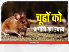 Get Rid of Rats: इन टिप्स की मदद से दूम भगाकर भाग जाएंगे चूहे, आसान है इन्हें अपनाना