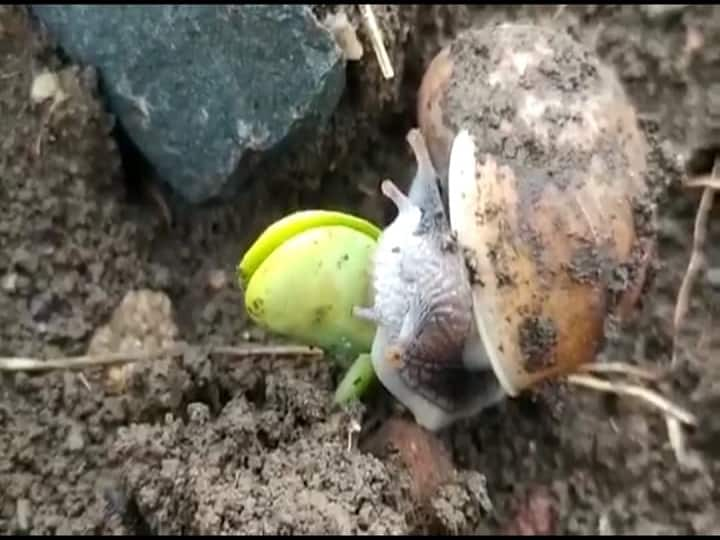 Loss of soybean and other crops due to snails in Beed, Dhananjay Munde demands compensation of Rs 50,000 per hectare बीडमध्ये गोगलगायीमुळे सोयाबीनसह इतर पिकांचे नुकसान, हेक्टरी 50 हजारांची नुकसान भरपाई द्या : धनंजय मुंडे