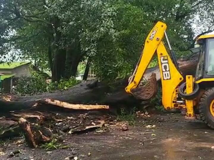 नरवीर तानाजी मालुसरे यांच्या शिवकालीन इतिहासाची साक्ष असलेले पोलादपूर येथील सुमारे साडेतीनशे वर्ष पुरातन वृक्ष आज कोसळले.