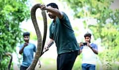 Vizag | విశాఖ అడవుల్లో కింగ్ కోబ్రా లను కాపాడుతున్న murthy | ABP Desam