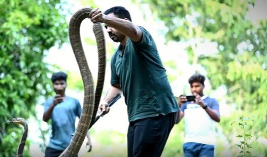 Vizag | విశాఖ అడవుల్లో కింగ్ కోబ్రా లను కాపాడుతున్న murthy | ABP Desam