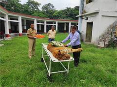 Oldest Tiger: देश के सबसे बुजुर्ग टाइगर ‘राजा’ की मौत, यूं दी गई अंतिम विदाई
