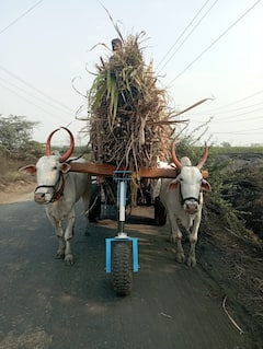 Sangli : इस्लामपूरच्या RITविद्यार्थ्यांची कमाल; रोलिंग सपोर्टरची निर्मिती करत बैलपोळ्याची दिली अनोखी भेट