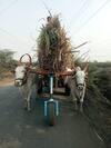 Sangli : इस्लामपूरच्या RITविद्यार्थ्यांची कमाल; रोलिंग सपोर्टरची निर्मिती करत बैलपोळ्याची दिली अनोखी भेट