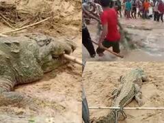 In Pics: चंबल नदी में नहा रहे बच्चे को मगरमच्छ ने निगला, गांव वालों ने बनाया बंधक, देखें तस्वीरें