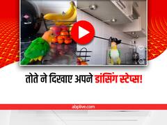 Watch Parrot Dance: तोते के डांस मूव्स ने इंटरनेट पर मचाया धमाल, आपने देखा