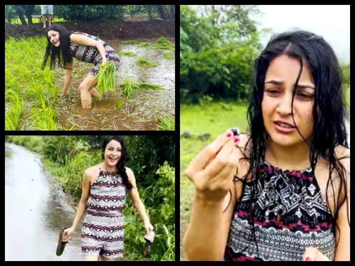 shehnaaz gill worked at farm actress enjoying trekking in mumbai monsoon see full video Video: कभी किसानों संग धान बोती तो कभी हाथ में चप्पल लिये दिखीं Shehnaaz Gill, दिल जीत लेगा एक्ट्रेस का ये देसी अंदाज