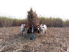 Sangli : इस्लामपूरच्या RITविद्यार्थ्यांची कमाल; रोलिंग सपोर्टरची निर्मिती करत बैलपोळ्याची दिली अनोखी भेट