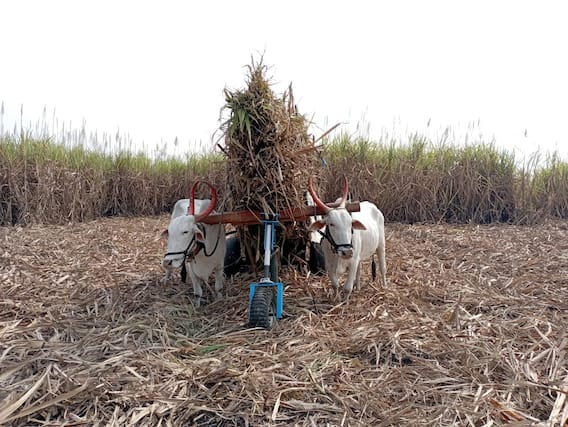 Sangli : इस्लामपूरच्या RITविद्यार्थ्यांची कमाल; रोलिंग सपोर्टरची निर्मिती करत बैलपोळ्याची दिली अनोखी भेट