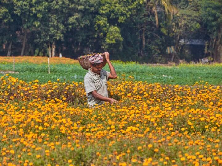 know about the top 5 flower varieties growing in rain gives bumper profits Commercial farming: बारिश में फूलों की खेती से मिलेगा बंपर मुनाफा, यहां जानें टॉप 5 किस्मों के बारे में