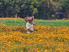 Commercial farming: बारिश में फूलों की खेती से मिलेगा बंपर मुनाफा, यहां जानें टॉप 5 किस्मों के बारे में
