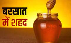 Honey in Monsoon : ਕੀ ਅਸੀਂ ਬਰਸਾਤ ਦੇ ਮੌਸਮ 'ਚ ਸ਼ਹਿਦ ਖਾ ਸਕਦੇ ਹਾਂ ? ਜਾਣੋ ਇਸਦੇ ਫਾਇਦੇ