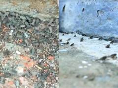 Sagar में लोगों के लिये मुसीबत बने मेंढक, लाखों की तादाद में घर में घुसे, झाड़ू से जंग लड़ रहे लोग