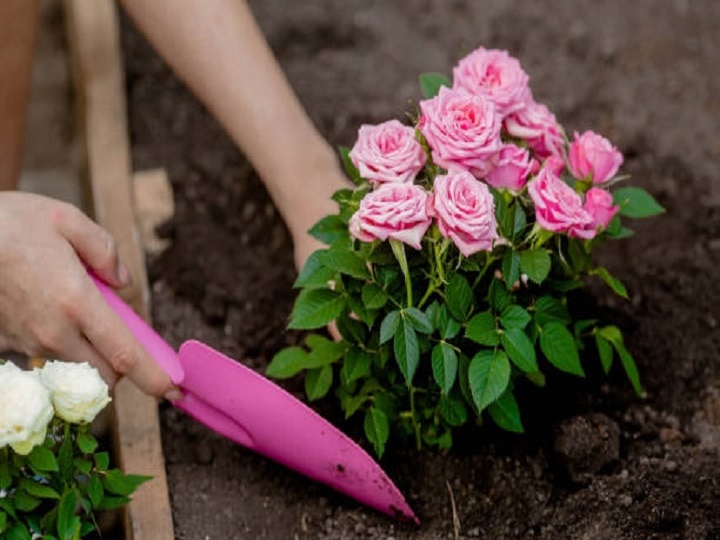 learn T grafting on rose plant / सीखे T कलम गुलाब पेड़ पर करना 