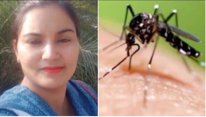 Woman's death in Mansa : Husband said - he died due to dengue, assistant malaria officer said - it is a matter of investigation ਮਾਨਸਾ 'ਚ ਔਰਤ ਦੀ ਮੌਤ : ਪਤੀ ਬੋਲੇ - ਡੇਂਗੂ ਕਾਰਨ ਹੋਈ ਮੌਤ, ਸਹਾਇਕ ਮਲੇਰੀਆ ਅਧਿਕਾਰੀ ਨੇ ਕਿਹਾ- ਇਹ ਜਾਂਚ ਦਾ ਵਿਸ਼ਾ