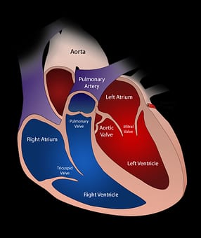 Heart Attack Symptoms : दिल के मरीजों को हार्ट अटैक का खतरा काफी ज्यादा रहता है. हार्ट अटैक आने से पहले शरीर में कुछ बदलाव पहले से नजर आ सकते हैं. आइए जानते हैं इन बदलावों के बारे में- (Photo - Pixabay)