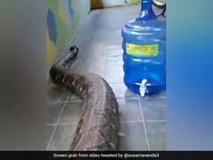 Viral Video: ஐயோ..! மதில் சுவரைத் தாண்டி வீட்டுக்குள் செல்லும் பிரமாண்ட மலைப்பாம்பு.. ட்ரெண்டாகும் வீடியோ