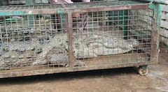 Vadodara : મહાકાય મગરને પકડવામાં સૌથી મોટું પાંજરુ પણ નાનું પડ્યું, લોકોમાં ફફડાટ