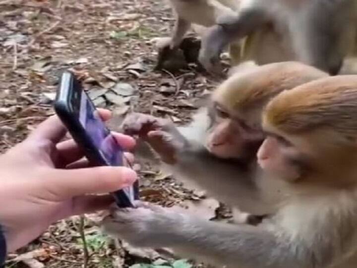 Viral Video Curious Monkeys Watch Video of Themselves on a Smartphone Monkeys Video : ஸ்மார்ட்ஃபோனின் முகத்தை பார்த்த குரங்குகள், செய்தது என்ன தெரியுமா? வைரல் வீடியோ..