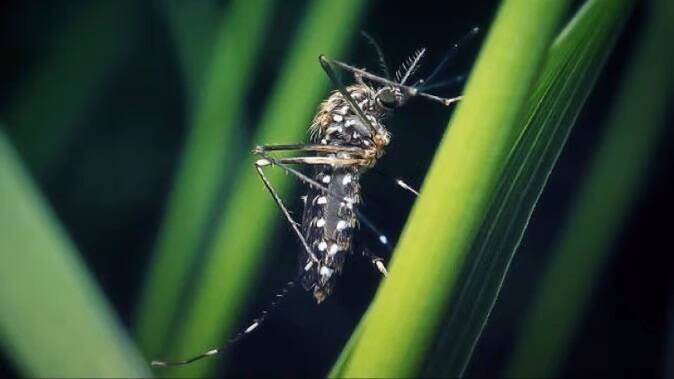 Indian Scientists ICMR Discovered Special Mosquitoes To Control Dengue And Chikungunya Infection Special Mosquitoes: ભારતીય વૈજ્ઞાનિકોએ કરી અદભૂત શોધ, બનાવ્યું એવું મચ્છર જે ડેન્ગ્યુ, ચિકનગુનિયાનો કરશે ખાતમો