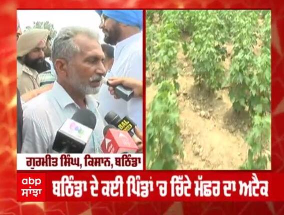 ਬਠਿੰਡਾ ਦੇ ਕਈ ਪਿੰਡਾਂ 'ਚ ਚਿੱਟੇ ਮੱਛਰ ਦਾ ਅਟੈਕ, ਮਾਨ ਸਰਕਾਰ ਵਲੋਂ ਕਿਸਾਨਾਂ ਨੂੰ ਮਦਦ ਦਾ ਭਰੋਸਾ