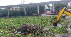 Pune News: पाण्याचा विसर्ग वाढल्याने मुठेत जलपर्णीचं साम्राज्य; वेळीच जलपर्णी न काढल्याने प्रवाहाला अडथळा