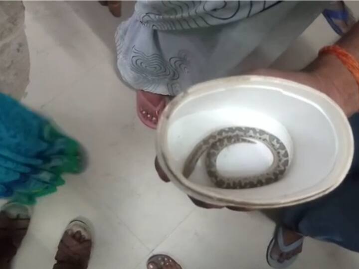 Hardoi Uttar Pradesh BDC woman bitten by snake family members took snake to hospital in box ANN Hardoi News: महिला बीडीसी को सांप ने काटा, परिजन सांप को भी ले गए अस्पताल, मचा हड़कंप