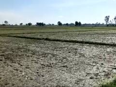 Chandauli News: चंदौली में सूखे जैसे हालात, किसानों को सता रहा फसल बर्बाद होने का डर