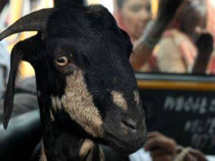 Karimnagar district crime news gang stealing goats coming in cars dnn Goats Theft : బకరా దొంగలు, కారులో వచ్చి కాజేస్తారు!