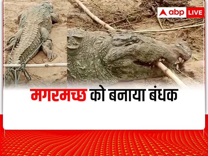 MP News Crocodile swallowed eight year old child in Chambal river near Sheopur died ANN Sheopur News: चंबल नदी में नहाने गए आठ साल के बच्चे को मगरमच्छ ने निगला, हुई दर्दनाक मौत