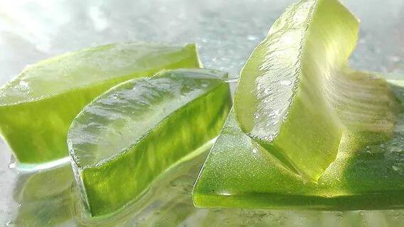 कोरफडीचे जेल केसांना लावा. यामुळे केस गळण्याची समस्या दूर होते. (Photo : Pixabay)