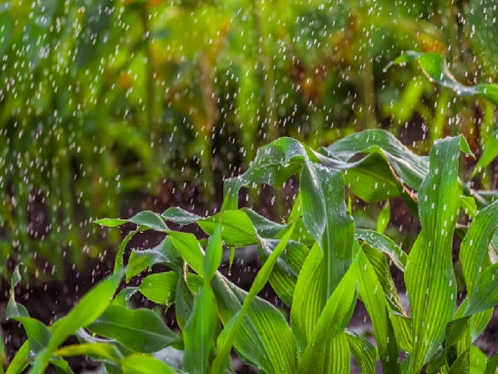 Rain Based Agro Advisory: अगले 5 दिन तक धुआंधार बारिश का अनुमान, खेतों में जल्द शुरू कर दें ये काम