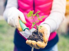 वैज्ञानिकों ने इस तकनीक से एक ही पौधे पर उगा दिए आलू और टमाटर, किसानों को होगा डबल मुनाफा