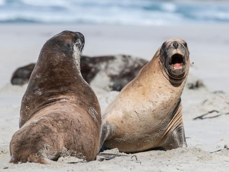 US: Beach Goers In San Diego Flee From Sparring Sea Lions In Viral video US: Beach Goers In San Diego Flee From Sparring Sea Lions In Viral Video