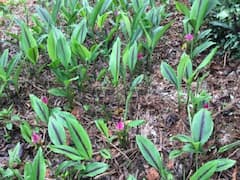 Black Turmeric: सही देखभाल से मिलेगी बंपर पैदावार, काली हल्दी की फसल में जरूर करें ये काम