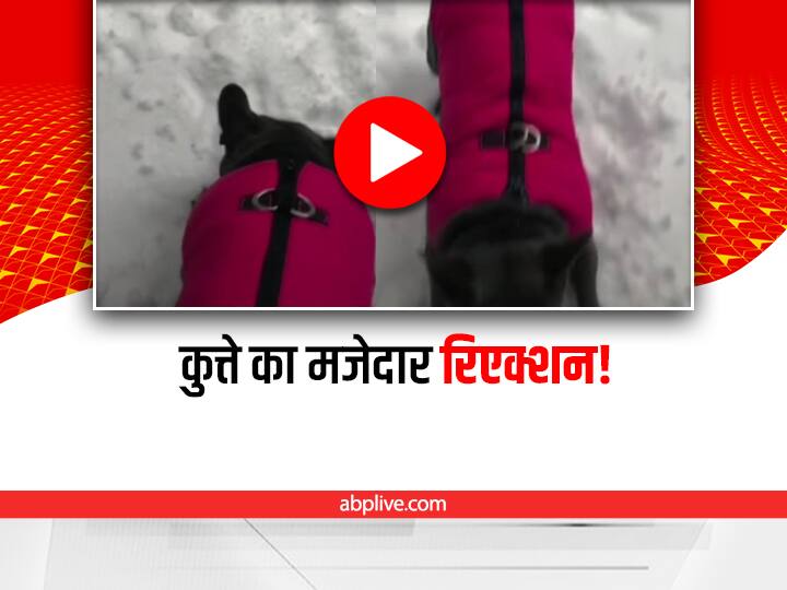 Watch: कुत्ते ने पहले की बाहर खेलने की ज़िद, अचानक उल्टे पांव आया वापस, देखिए क्यों? dog wanted to go outside but due to snowfall it come back funny video viral on social media watch Watch: कुत्ते ने पहले की बाहर खेलने की ज़िद, अचानक उल्टे पांव आया वापस, देखिए क्यों?