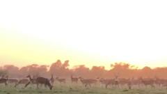 In Pics: केवलादेव राष्ट्रीय पक्षी उद्यान में बढ़ी चीतलों की संख्या, प्रदेश के इन चार टाइगर रिजर्व में किए जाएंगे शिफ्ट