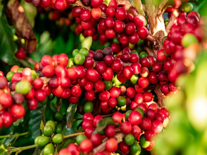 Coffee Cultivation: किसानों के लिये खुलेंगे तरक्की के द्वार, इन राज्यों में शुरु करें कॉफी की खेती