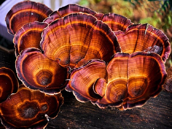 Mushroom Farming: लकड़ी से निकलकर सोने के भाव बिकेगा ये जादुई मशरूम, इसे उगाकर मालामाल हो रहे हैं किसान