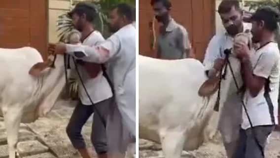 Pakistan: ਗਾਂ ਨੇ ਕਸਾਈ ਤੋਂ ਲਿਆ ਬਦਲਾ, ਸੜਕ 'ਤੇ ਘਸੀਟ ਕੇ ਕੀਤਾ ਅੱਧ ਮਰਿਆ, ਦੇਖੋ ਵੀਡੀਓ Pakistan: ਗਾਂ ਨੇ ਕਸਾਈ ਤੋਂ ਲਿਆ ਬਦਲਾ, ਸੜਕ 'ਤੇ ਘਸੀਟ ਕੇ ਕੀਤਾ ਅੱਧ ਮਰਿਆ, ਦੇਖੋ ਵੀਡੀਓ