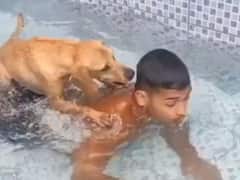 Viral: स्विमिंग पूल में कुत्ते ने की अपने मालिक के साथ मस्ती, देखिए ये मज़ेदार वीडियो