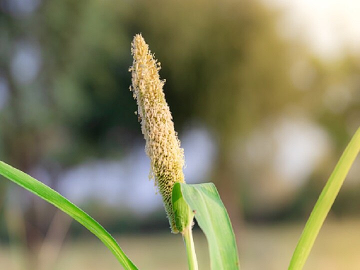 Crop Management: बाजरे की खेती कर रहे हैं तो सावधान हो जायें, बारिश के बाद फसल में जरूर कर लें ये काम