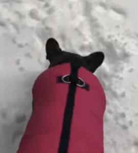 dog wanted to go outside but due to snowfall it come back funny video viral on social media Watch: ਕੁੱਤੇ ਨੇ ਕੀਤੀ ਪਹਿਲਾਂ ਬਾਹਰ ਖੇਡਣ ਦੀ ਜ਼ਿੱਦ, ਅਚਾਨਕ ਉਲਟੇ ਪੈਰ 'ਤੇ ਆਇਆ ਵਾਪਸ, ਦੇਖੋ ਕਿਉਂ?