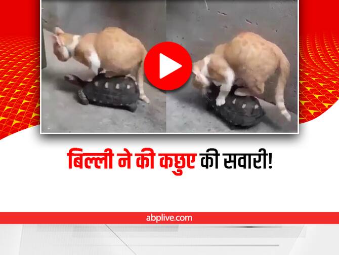 Cat Riding A Turtle Funny And Cute Video Viral On Social Media Watch | Funny  Video: बिल्ली ने की कछुए की सवारी, ये नहीं देखा तो कुछ नहीं देखा