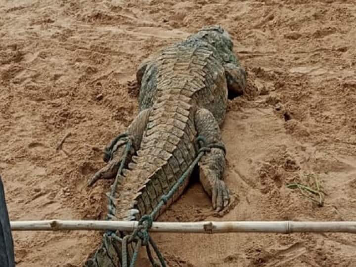 Crocodile Attacks Kid Madhya Pradesh Crocodile Was Captured In Belief That Boy Was Alive What Happened Next Crocodile Attacks Kid: మొసలి కడుపులో బాలుడు బతికే ఉన్నాడు, ఆ గ్రామస్థుల వింత వాదన