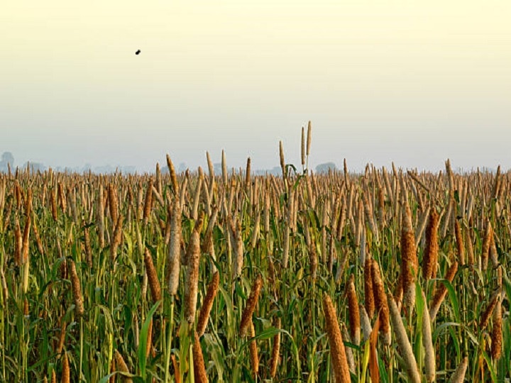 Crop Management: बाजरे की खेती कर रहे हैं तो सावधान हो जायें, बारिश के बाद फसल में जरूर कर लें ये काम