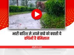 Tamil Nadu: अपने बच्चे को बारिश से बचाने के लिए खुद छतरी बन गई एक हथिनी