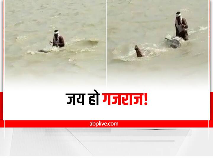 Video of Elephant who crossed Ganga River in Raghopur Hajipur Vaishali Bihar Video Viral on Social Media ann VIDEO: गंगा की तेज धार में भी हाथी ने नहीं छोड़ा महावत का साथ, बिहार के इस वायरल वीडियो को देखें