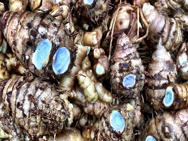 Black Turmeric: सही देखभाल से मिलेगी बंपर पैदावार, काली हल्दी की फसल में जरूर करें ये काम